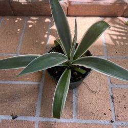 Caribbean Agave 🪴