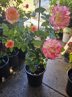 Rose Pot