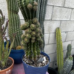 Echinopsis cactus