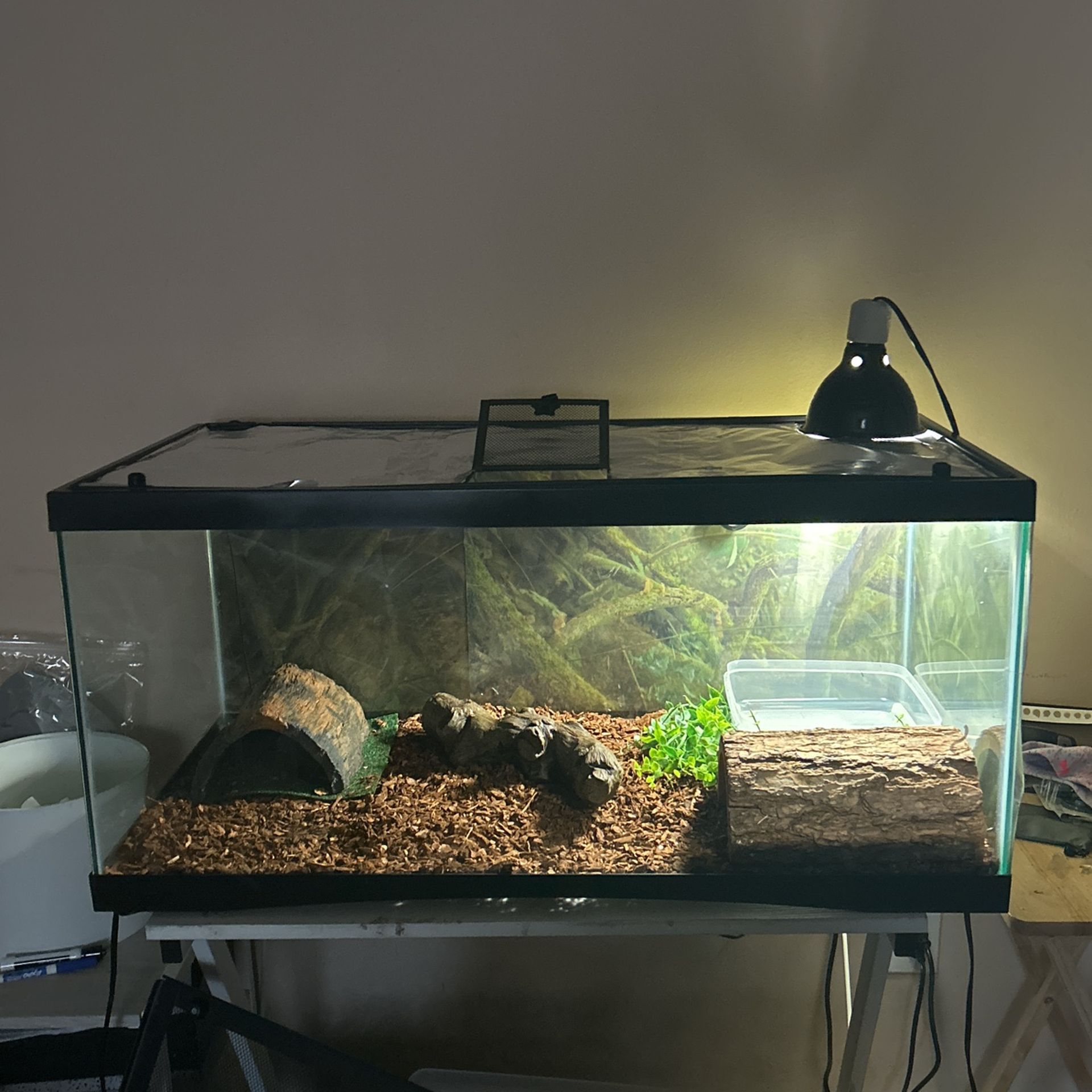 40 Gallon Tank