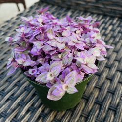 Tradescantia Pink Panther Plant