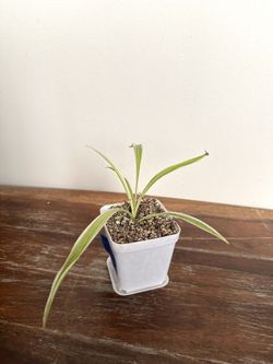 Variegated Spider Plant, Easy Beginner Houseplant  🕷️🌱🕷️