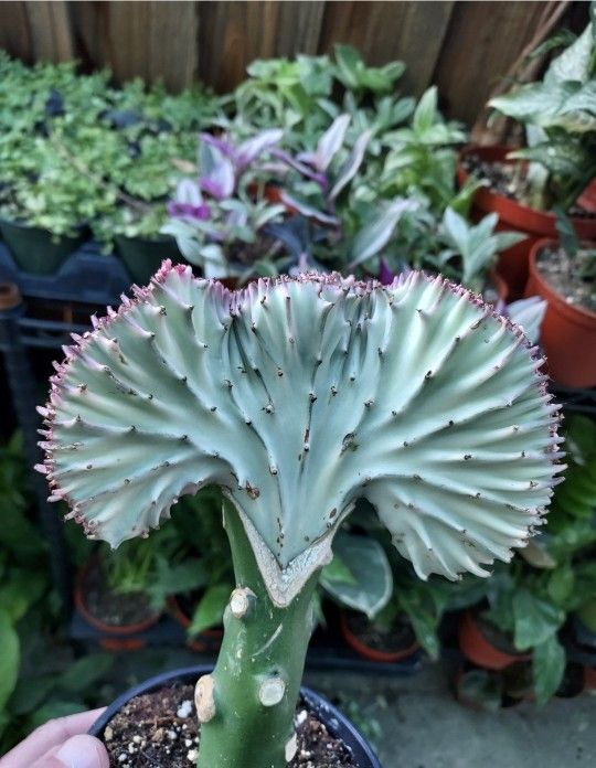 PLANT SALE $2 $5 $6 SATURDAY IN SAN LORENZO SATURDAY 1PM TO 5PM
Aoeniums. Succulents. Tons of selections
Great prices.
Come check it out.
Saturday