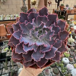 Echeveria Neon Breaker 6”