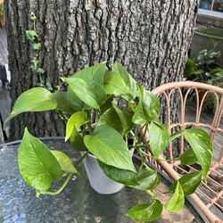 Pothos Plant 