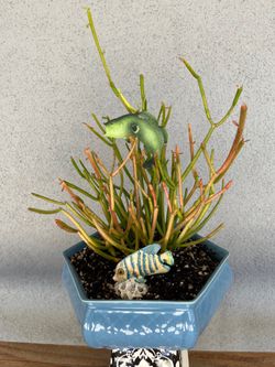 Father’s Day Gift  - FireStick Cactus Fish Display