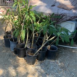 Plumeria 5 Gallon
