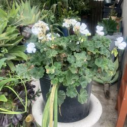 Plant In 5 Gallon Pots 