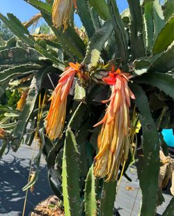 dragon fruit plant