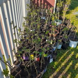 1-2 Ft. Marge Elderberry Plants 