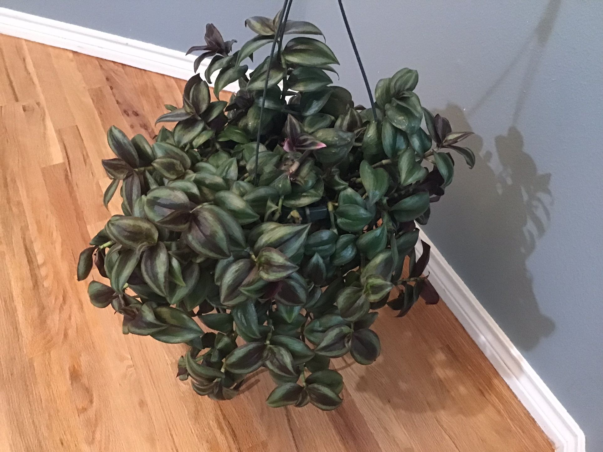 Plant