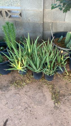 Plant Aloe Vera