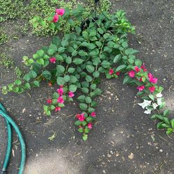 Plant Sale