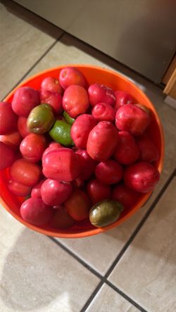 Ciruelas maduras hug plum o jobo