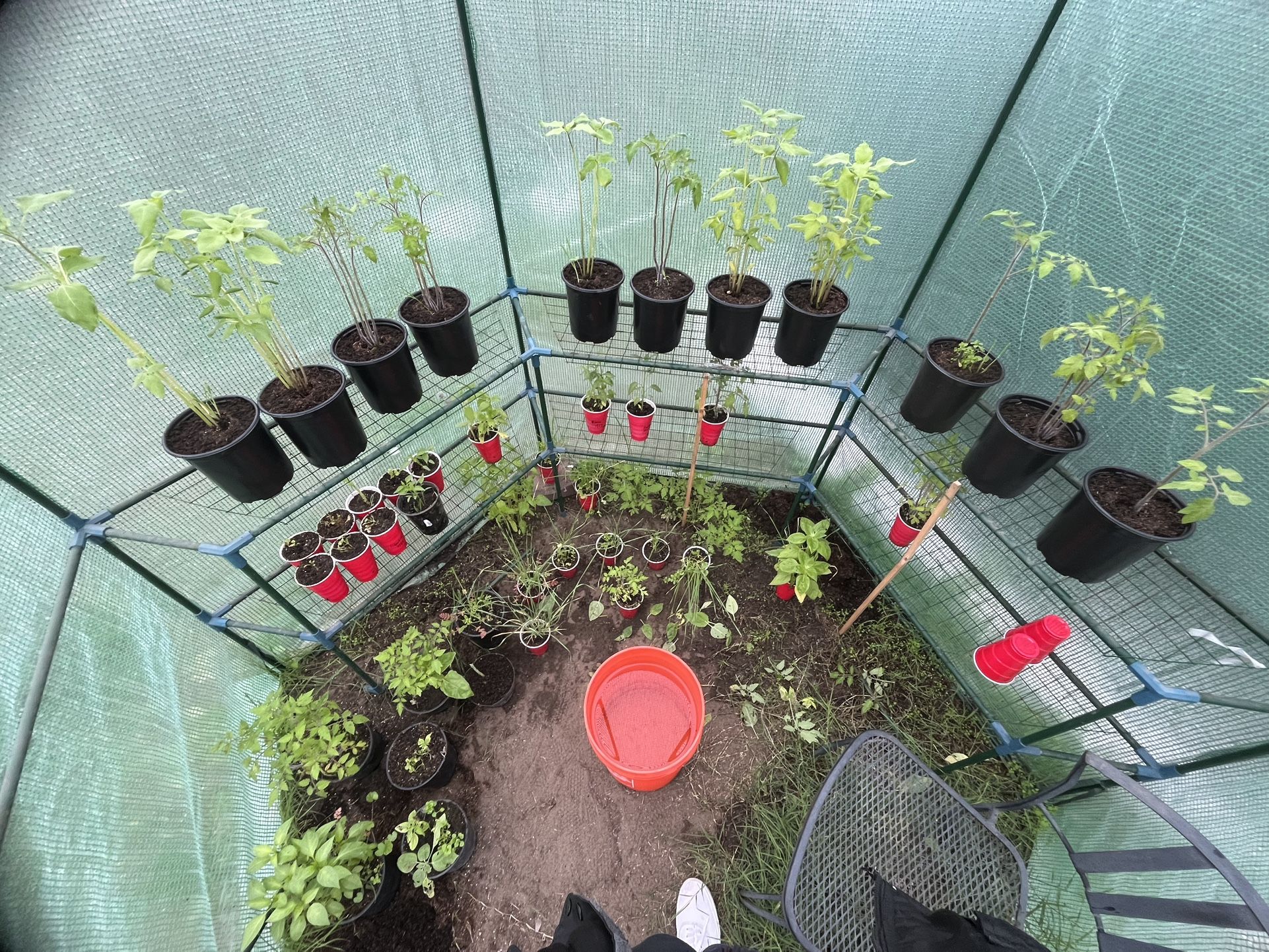 Cherry Tomato 🍅 & Basil 🌿 Plants