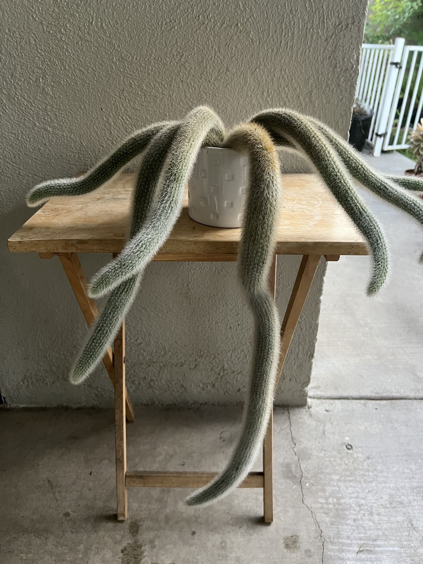 Plants / Monkey Tails