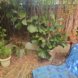 8ft FIDDLE FIG TREE WITH 5 FT Separate Offshoot