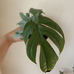 Amydrium Medium Silver Aka Spider-Man Monstera
