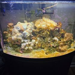  Fish Tank Aquarium REEF Saltwater Salt Water Coral 