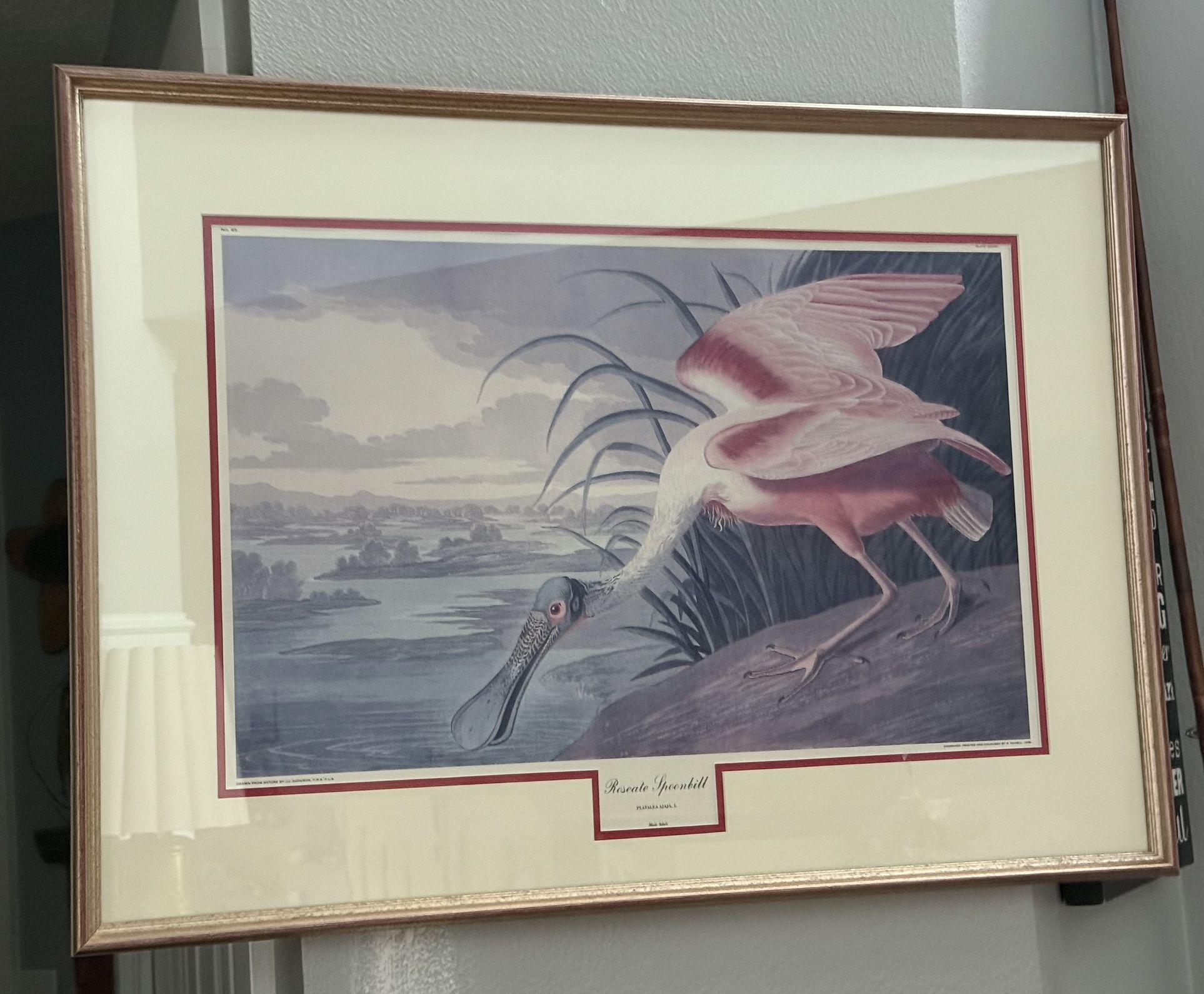 Framed Roseate Spoonbill