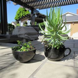 Set Of Black Print & Black Garden Pots With Succulents