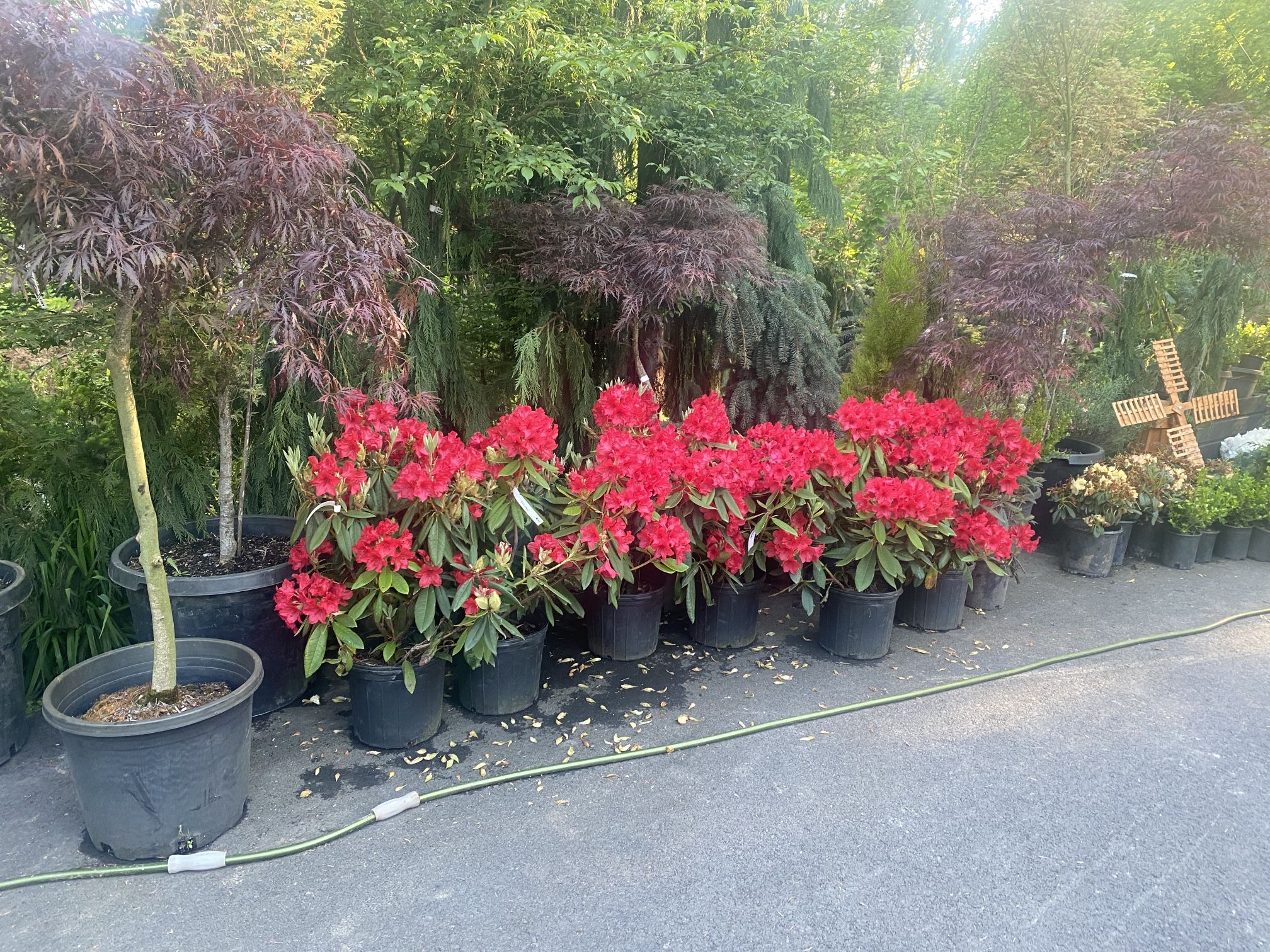 Hughe Rhododendron Huge Red Rhododendron Plants for Sale in Puyallup, WA - OfferUp