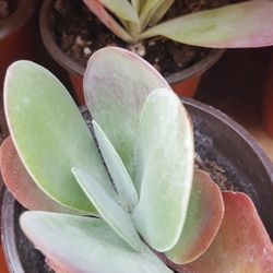 Kalanchoe Paddle Plant