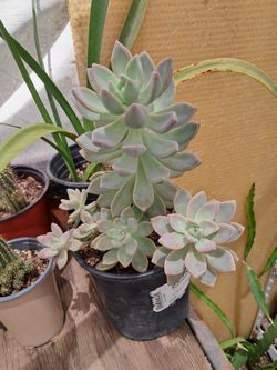 Suculenta