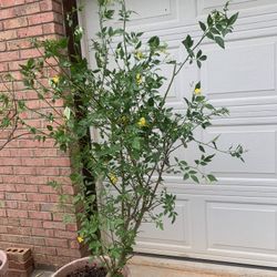 Large Carolina Jasmine Plant 