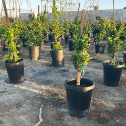 Ficus Plants 