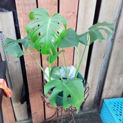 Monstera