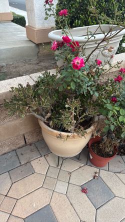 Garden Pot