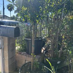 Guava Plant For Sale