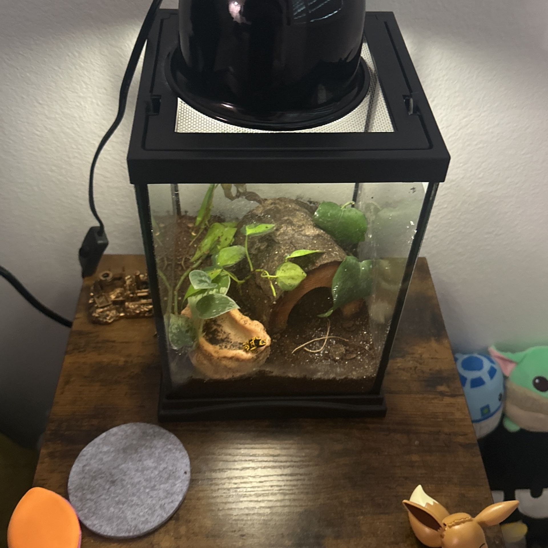 Reptile Enclosure