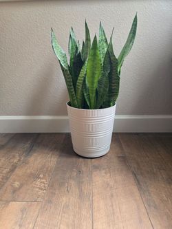 Live plant