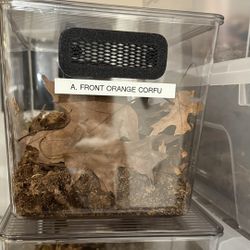 Isopod Small Animal Enclosures 