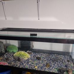 20 Gallon Fish Tank 