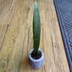 Baby Snake Plant