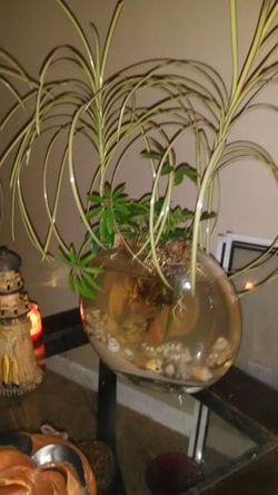 Live Plant and Fish Vase