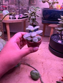 Mini jade plant