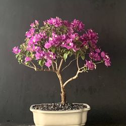 Bonsai Bougainvillea