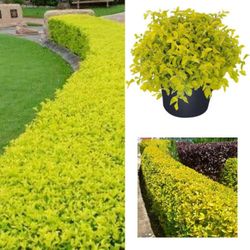 Golden Duranta Plant 3gal 