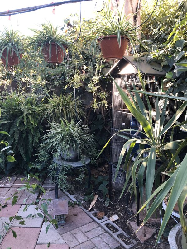 Spider plants. for Sale in Las Vegas, NV - OfferUp