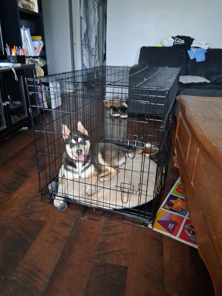 Large Dog Crate