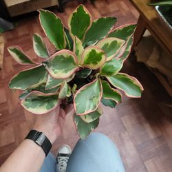 Peperomia Ginny
