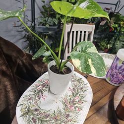 Monstera Thai Constellation 