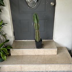 Cactus Plant Available LocAl Pick Up