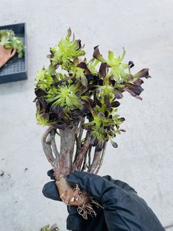 Black Swarkin Crest Aeonium Imported