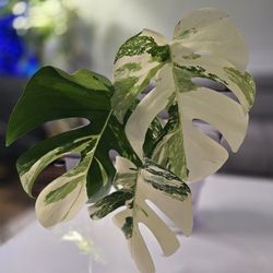 Monstera Albo Variegata Full Plant 