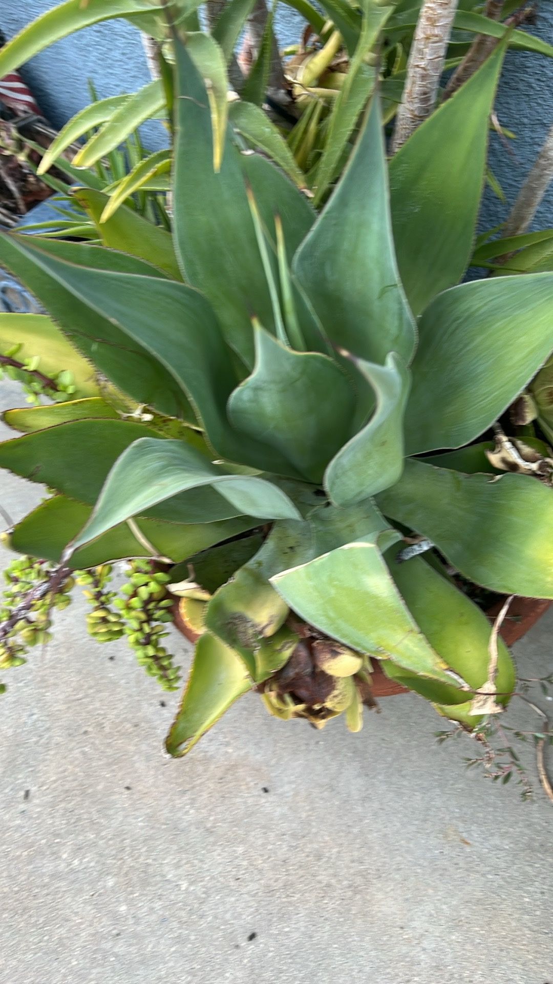 Agave Plants And Mother 1000